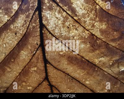 Primo piano dettagliato di una foglia marrone in autunno con vene e cellule visibili, il Parco naturale della Foresta Franconica Foto Stock