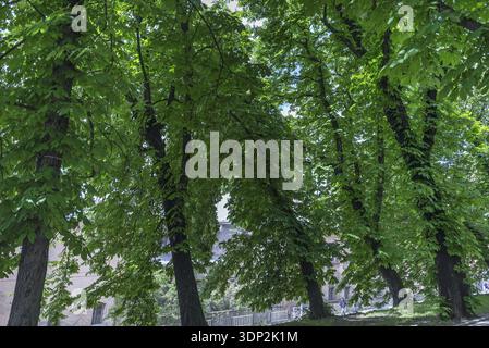 Viale con vecchi castagni (Aesculus hippocastanum), Leopoli, Ucraina Foto Stock
