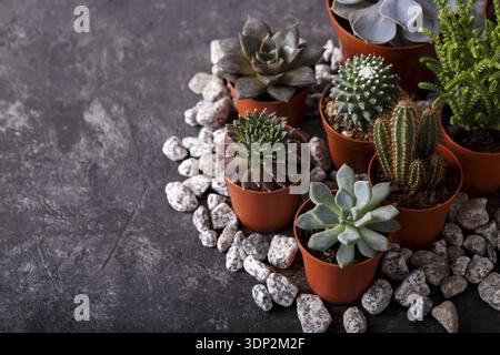 Diversi tipi di piccole succulente echeveria e cactus in vasi marroni concetto di giardinaggio luce naturale verticale Foto Stock