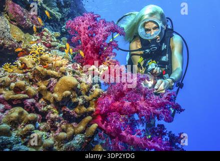 Tuffati guardando i coralli morbidi (Dendronephthya) sulla parete della barriera corallina che scende dalla colorata barriera corallina di coralli duri (Scleractinia) coralli rocciosi, Mar Rosso, Egitto Foto Stock