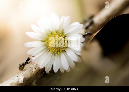 Margherite con formiche su un ramo, armoniose e naturali, Rehletal, Engen, Baden-Wuerttemberg, Germania Foto Stock