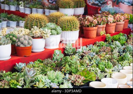 Varie piante succulente in vaso sono collocate su un tavolo di legno in luce naturale, mostrando una scena di giardinaggio. Foto Stock