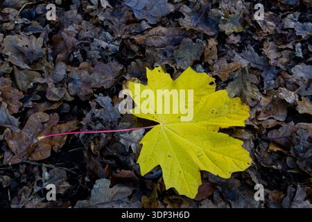 Foglia di acero giallo vivace con stelo rosso adagiato su un letto di foglie di quercia marrone umido cadute sul fondo della foresta Foto Stock