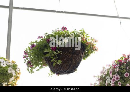 Vivace cestello appeso pieno di splendidi fiori di petunia in fiore su sfondo bianco brillante. Verde fresco e fioritura colorata a gard Foto Stock
