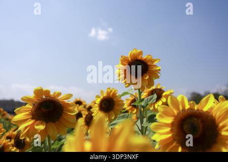Allegro campo di girasoli gialli in fiore sotto un cielo estivo azzurro. Questo vivace sfondo naturale mostra crescita e calore, evocando sensazioni Foto Stock