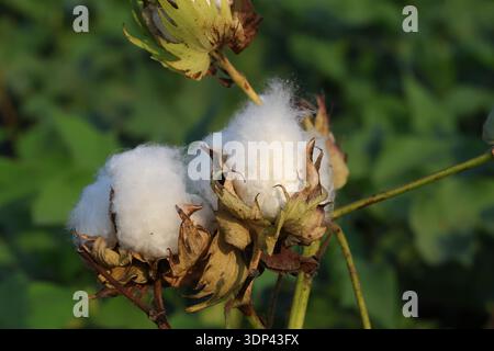 primo piano della fioritura del cotone Foto Stock