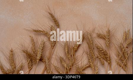 Orecchie di grano su sfondo beige. Gambi di grano secchi. Foto Stock