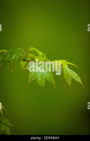 Acer sp. (Acero) foglie verdi giovani lucide su un fresco scatto primaverile su un morbido sfondo naturale Foto Stock