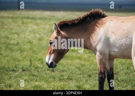 11 maggio 2024, riserva di Orenburg: Il cavallo di Przewalski rotola sulla schiena nella polvere. L'animale è elencato nel Libro Rosso. Foto Stock