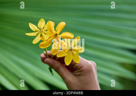Mano che tiene in mano il fiore giallo di Kedah Gardenia o Golden Gardenia Foto Stock