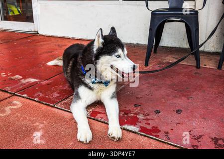 Vista ravvicinata del cane husky siberiano che riposa sul marciapiede vicino all'entrata del caffè. Miami Beach. STATI UNITI. Foto Stock