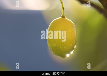 Un limone giallo maturo luccicante con gocce di pioggia fresche appese a un ramo verde in un frutteto illuminato dal sole Foto Stock