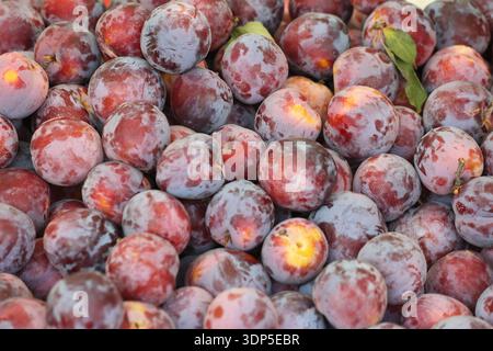 prugne fresche sul mercato Foto Stock