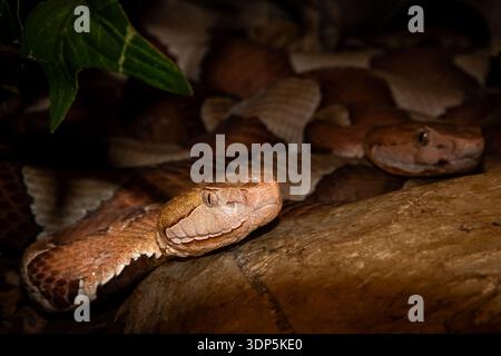 Testa di rame orientale (Agkistrodon contortrix), Pit viper splendidamente colorata, semplicemente chiamata Copperhead. scivolando lungo un tronco d'albero 01/2018 Foto Stock