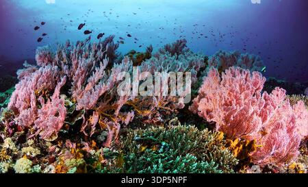 Colorato paesaggio della barriera corallina con coralli morbidi e pesci tropicali sott'acqua, vibrante scena della biodiversità marina nell'oceano azzurro. Foto Stock