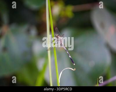 Dragonfly da vicino arroccata su una lama verde con ali trasparenti e anatomia dettagliata degli insetti Foto Stock