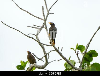 Due comuni Myna arroccati su rami di alberi con foglie verdi e cielo pallido in un ambiente naturale all'aperto Foto Stock