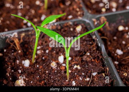 Due piccole piante di pepe crescono in terreno scuro nei vassoi per piantine all'inizio della primavera, man mano che iniziano a sviluppare foglie. Foto Stock