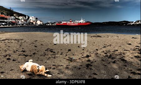 Uno zenzero giocoso e un gatto bianco giacciono sulla schiena sulla costa sabbiosa del porto di Korissia, isola di Kea, Grecia. Sullo sfondo, un traghetto rosso è bert Foto Stock