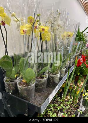 Foto in primo piano verticale delle orchidee gialle di phalaenopsis in maniche di plastica sullo scaffale del supermercato. Esposizione di fiori e piante di orchidea in fiore Foto Stock