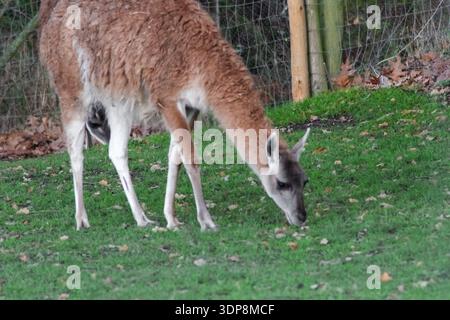 Il lama marrone lanugine si trova in un recinto verde recintato. Presenta colli lunghi e gambe sottili, tipici dei camelidi in uno zoo o in una fattoria. Foto Stock