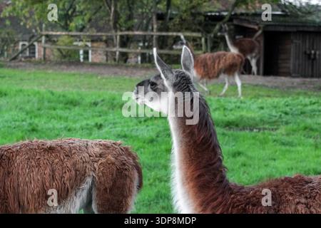 Un gruppo di lama marrone lanugine sorge in un recinto verde recintato. Presentano colli lunghi e gambe sottili, tipici dei camelidi in uno zoo o in una fattoria. Foto Stock