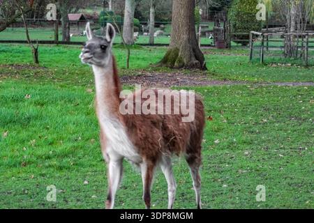 Il lama marrone lanugine si trova in un recinto verde recintato. Presenta colli lunghi e gambe sottili, tipici dei camelidi in uno zoo o in una fattoria. Foto Stock