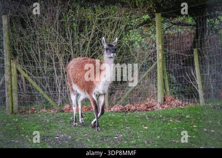 Il lama marrone lanugine si trova in un recinto verde recintato. Presenta colli lunghi e gambe sottili, tipici dei camelidi in uno zoo o in una fattoria. Foto Stock