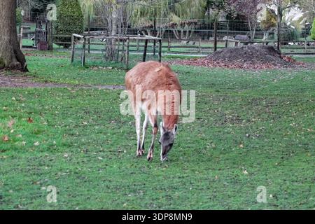 Il lama marrone lanugine si trova in un recinto verde recintato. Presenta colli lunghi e gambe sottili, tipici dei camelidi in uno zoo o in una fattoria. Foto Stock