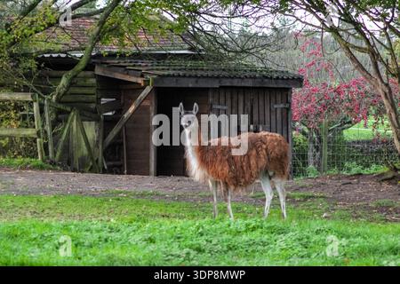 Il lama marrone lanugine si trova in un recinto verde recintato. Presenta colli lunghi e gambe sottili, tipici dei camelidi in uno zoo o in una fattoria. Foto Stock