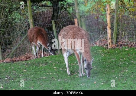 Un gruppo di lama marrone lanugine sorge in un recinto verde recintato. Presentano colli lunghi e gambe sottili, tipici dei camelidi in uno zoo o in una fattoria. Foto Stock