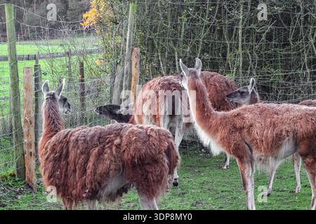 Un gruppo di lama marrone lanugine sorge in un recinto verde recintato. Presentano colli lunghi e gambe sottili, tipici dei camelidi in uno zoo o in una fattoria. Foto Stock
