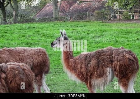 Un gruppo di lama marrone lanugine sorge in un recinto verde recintato. Presentano colli lunghi e gambe sottili, tipici dei camelidi in uno zoo o in una fattoria. Foto Stock