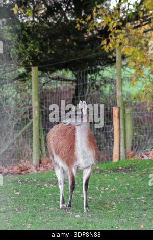 Il lama marrone lanugine si trova in un recinto verde recintato. Presenta colli lunghi e gambe sottili, tipici dei camelidi in uno zoo o in una fattoria. Foto Stock