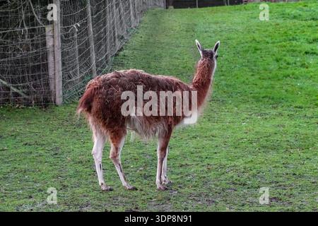 Il lama marrone lanugine si trova in un recinto verde recintato. Presenta colli lunghi e gambe sottili, tipici dei camelidi in uno zoo o in una fattoria. Foto Stock