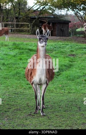 Il lama marrone lanugine si trova in un recinto verde recintato. Presenta colli lunghi e gambe sottili, tipici dei camelidi in uno zoo o in una fattoria. Foto Stock