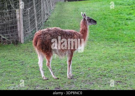 Il lama marrone lanugine si trova in un recinto verde recintato. Presenta colli lunghi e gambe sottili, tipici dei camelidi in uno zoo o in una fattoria. Foto Stock