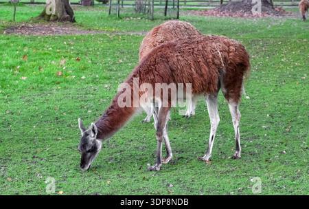 Un gruppo di lama marrone lanugine sorge in un recinto verde recintato. Presentano colli lunghi e gambe sottili, tipici dei camelidi in uno zoo o in una fattoria. Foto Stock