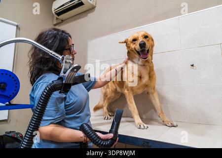 Rifinitore professionale che asciuga un cane sorridente dopo un bagno in un salone per animali domestici Foto Stock