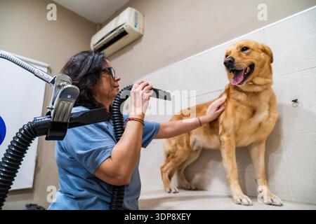 Tosatrice che asciuga un cane obbediente con un soffiatore professionale per animali in un salone Foto Stock