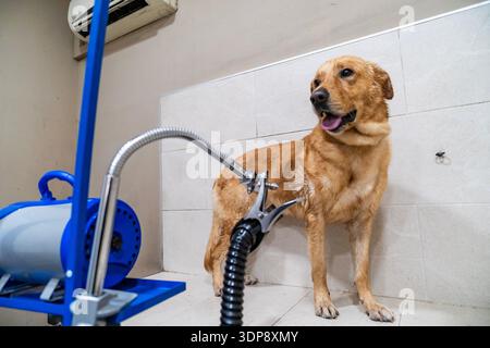 Il cane Golden retriever è bagnato mentre viene asciugato in modo professionale con un soffiatore per animali domestici in un salone di cura del corpo Foto Stock