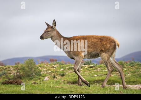 Cervo rosso [ Cervus elaphus ] nel parco naturale delle Highland, Kincraig, Scozia, Regno Unito Foto Stock