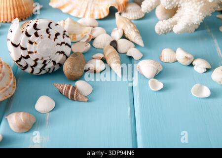 Assortimento conchiglie su legno blu, fondo marino Foto Stock