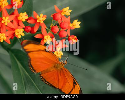 Amsterdam, Paesi Bassi - 21 aprile 2025: Farfalla arancione su fiori tropicali di colore giallo e arancione brillante con sfondo verde. Foto Stock