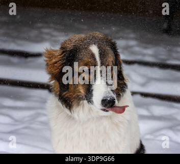 Cane guardiano del bestiame Tornjak leccare la neve dal naso in inverno Foto Stock
