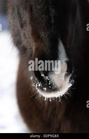 Naso di cavallo con cristalli di gelo in inverno freddo Foto Stock