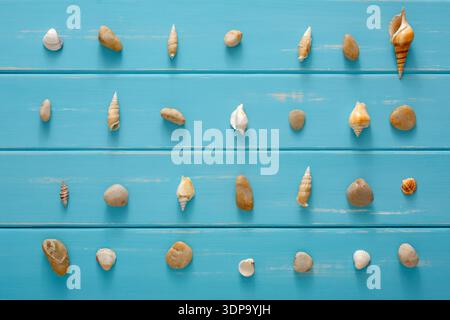 Assortimento conchiglie su legno blu, fondo marino Foto Stock