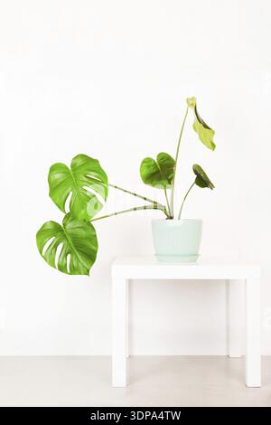 Monstera di pianta tropicale in un vaso di fiori su un tavolo contro una parete bianca Foto Stock