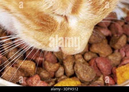 Home gatto rosso mangiare cibo secco closeup Foto Stock