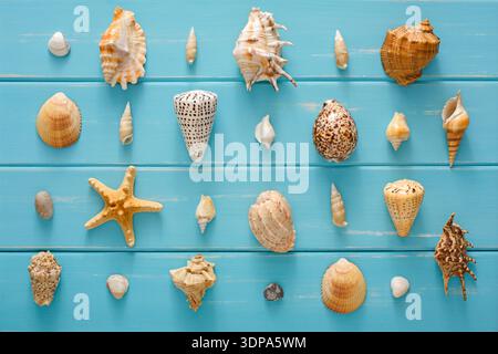 Assortimento conchiglie su legno blu, fondo marino Foto Stock